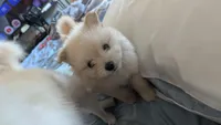 Female #1, a female Pomeranian for sale in Fontana, CA – 2 of 3