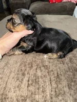 Rocky , a male Yorkshire Terrier for sale in Morrison, OK – 3 of 3