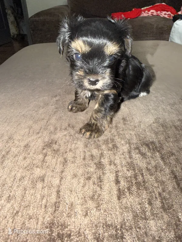 Stella  – Yorkshire Terrier puppy for sale in Morrison, OK
