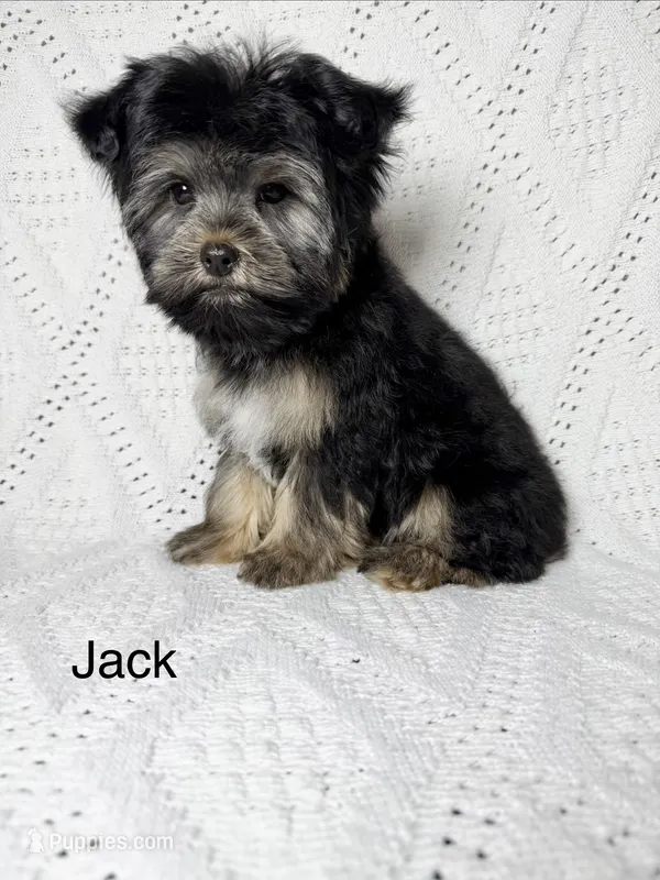 Jack