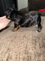 Stella , a female Yorkshire Terrier for sale in Morrison, OK – 3 of 3