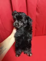 Trix, a male Yorkshire Terrier for sale in Morrison, OK – Photo 3 of 4