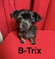 Trix, a male Yorkshire Terrier for sale in Morrison, OK – Photo 2 of 4