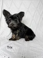 Trix, a male Yorkshire Terrier for sale in Morrison, OK – Photo 1 of 4