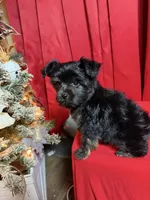 Trix, a male Yorkshire Terrier for sale in Morrison, OK – Photo 4 of 4