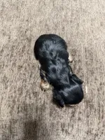 Sky, a female Yorkshire Terrier for sale in Morrison, OK – 3 of 3
