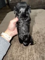 Stella , a female Yorkshire Terrier for sale in Morrison, OK – 2 of 3