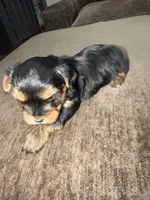 Sky, a female Yorkshire Terrier for sale in Morrison, OK – 2 of 3