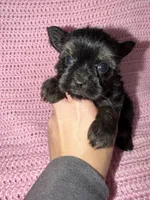 Samantha, a female Yorkshire Terrier for sale in Morrison, OK – Photo 1 of 4