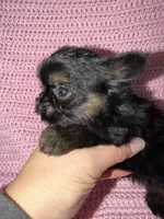 Samantha, a female Yorkshire Terrier for sale in Morrison, OK – Photo 3 of 4