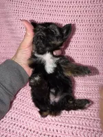 Samantha, a female Yorkshire Terrier for sale in Morrison, OK – Photo 2 of 4