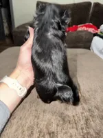 Rocky , a male Yorkshire Terrier for sale in Morrison, OK – 2 of 3