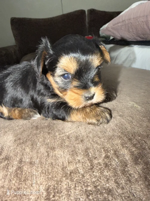 Sky – Yorkshire Terrier puppy for sale in Morrison, OK