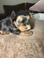 Sky, a female Yorkshire Terrier for sale in Morrison, OK – 1 of 3