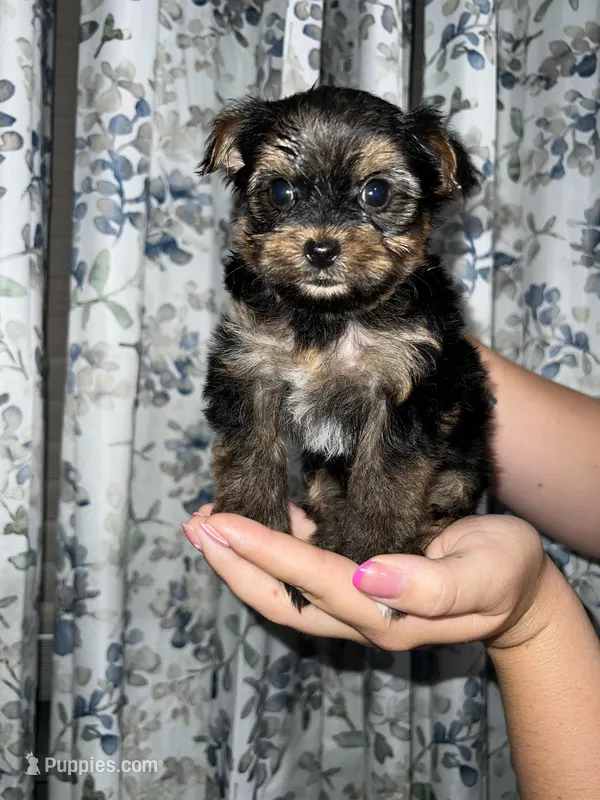 Sue, a female Yorkshire Terrier for sale in Morrison, OK – Photo 1 of 4