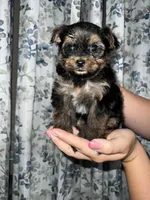 Sue, a female Yorkshire Terrier for sale in Morrison, OK – Photo 1 of 4