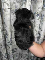 Sue, a female Yorkshire Terrier for sale in Morrison, OK – Photo 4 of 4