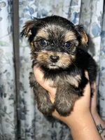 Sue, a female Yorkshire Terrier for sale in Morrison, OK – Photo 2 of 4