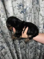 Sue, a female Yorkshire Terrier for sale in Morrison, OK – Photo 3 of 4