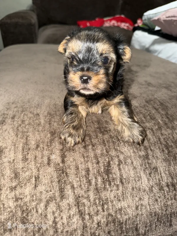 Rocky  – Yorkshire Terrier puppy for sale in Morrison, OK