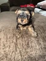 Rocky , a male Yorkshire Terrier for sale in Morrison, OK – 1 of 3