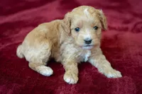 Piper, a female Cavapoo and Poodle - Miniature  for sale in Saratoga Springs, UT – Photo 4 of 8