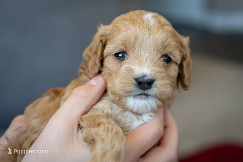 Piper – Cavapoo, Poodle - Miniature  puppy for sale in Saratoga Springs, UT