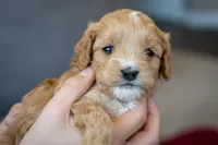 Piper, a female Cavapoo and Poodle - Miniature  for sale in Saratoga Springs, UT – Photo 1 of 8