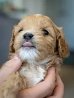 Piper, a female Cavapoo and Poodle - Miniature  for sale in Saratoga Springs, UT – Photo 3 of 8