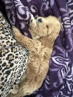 Piper, a female Cavapoo and Poodle - Miniature  for sale in Saratoga Springs, UT – Photo 8 of 8