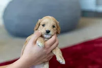Caramelo , a male Cavapoo and Poodle - Miniature  for sale in Saratoga Springs, UT – Photo 2 of 6