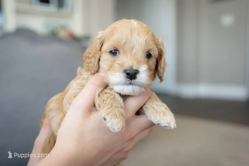 Caramelo  – Cavapoo, Poodle - Miniature  puppy for sale in Saratoga Springs, UT