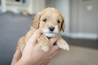 Caramelo , a male Cavapoo and Poodle - Miniature  for sale in Saratoga Springs, UT – Photo 1 of 6