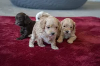 Caramelo , a male Cavapoo and Poodle - Miniature  for sale in Saratoga Springs, UT – Photo 5 of 6