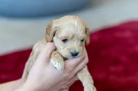 Caramelo , a male Cavapoo and Poodle - Miniature  for sale in Saratoga Springs, UT – Photo 3 of 6