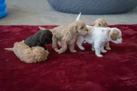 Princess buttercup, a female Cavapoo and Poodle - Miniature  for sale in Saratoga Springs, UT – Photo 3 of 6