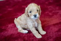 Princess buttercup, a female Cavapoo and Poodle - Miniature  for sale in Saratoga Springs, UT – Photo 2 of 6