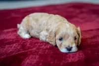 Princess buttercup, a female Cavapoo and Poodle - Miniature  for sale in Saratoga Springs, UT – Photo 1 of 6