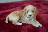 Piper, a female Cavapoo and Poodle - Miniature  for sale in Saratoga Springs, UT – Photo 2 of 8