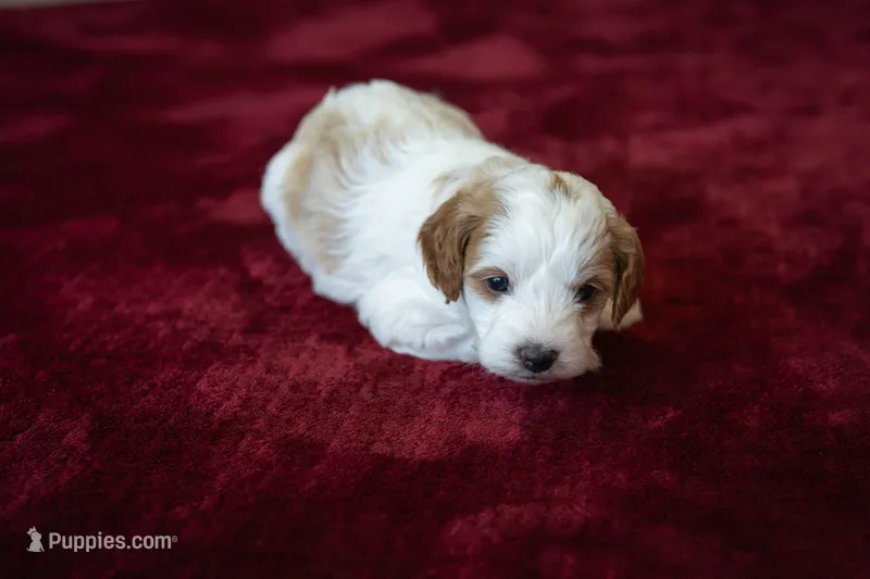 Benny – Cavapoo, Poodle - Miniature  puppy for sale in Saratoga Springs, UT