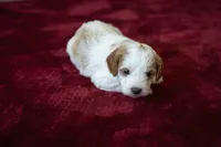 Benny, a male Cavapoo and Poodle - Miniature  for sale in Saratoga Springs, UT – Photo 1 of 6
