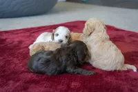 Benny, a male Cavapoo and Poodle - Miniature  for sale in Saratoga Springs, UT – Photo 4 of 6