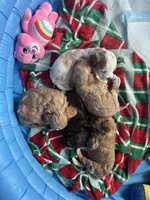Benny, a male Cavapoo and Poodle - Miniature  for sale in Saratoga Springs, UT – Photo 6 of 6