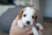 Benny, a male Cavapoo and Poodle - Miniature  for sale in Saratoga Springs, UT – Photo 3 of 6