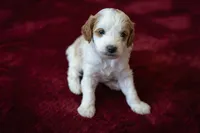 Benny, a male Cavapoo and Poodle - Miniature  for sale in Saratoga Springs, UT – Photo 2 of 6