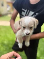 NO NAME YET, a male Maltipoo and Chihuahua for sale in Houston, TX – 3 of 3