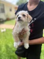 NO NAME YET, a male Maltipoo and Chihuahua for sale in Houston, TX – 2 of 3