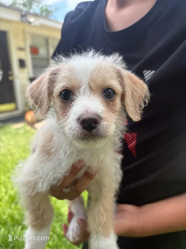 NO NAME YET – Maltipoo, Chihuahua puppy for sale in Houston, TX