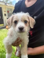 NO NAME YET, a male Maltipoo and Chihuahua for sale in Houston, TX – 1 of 3