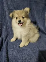 Little Bear, a male Pomchi for sale in San Antonio, TX – 2 of 3